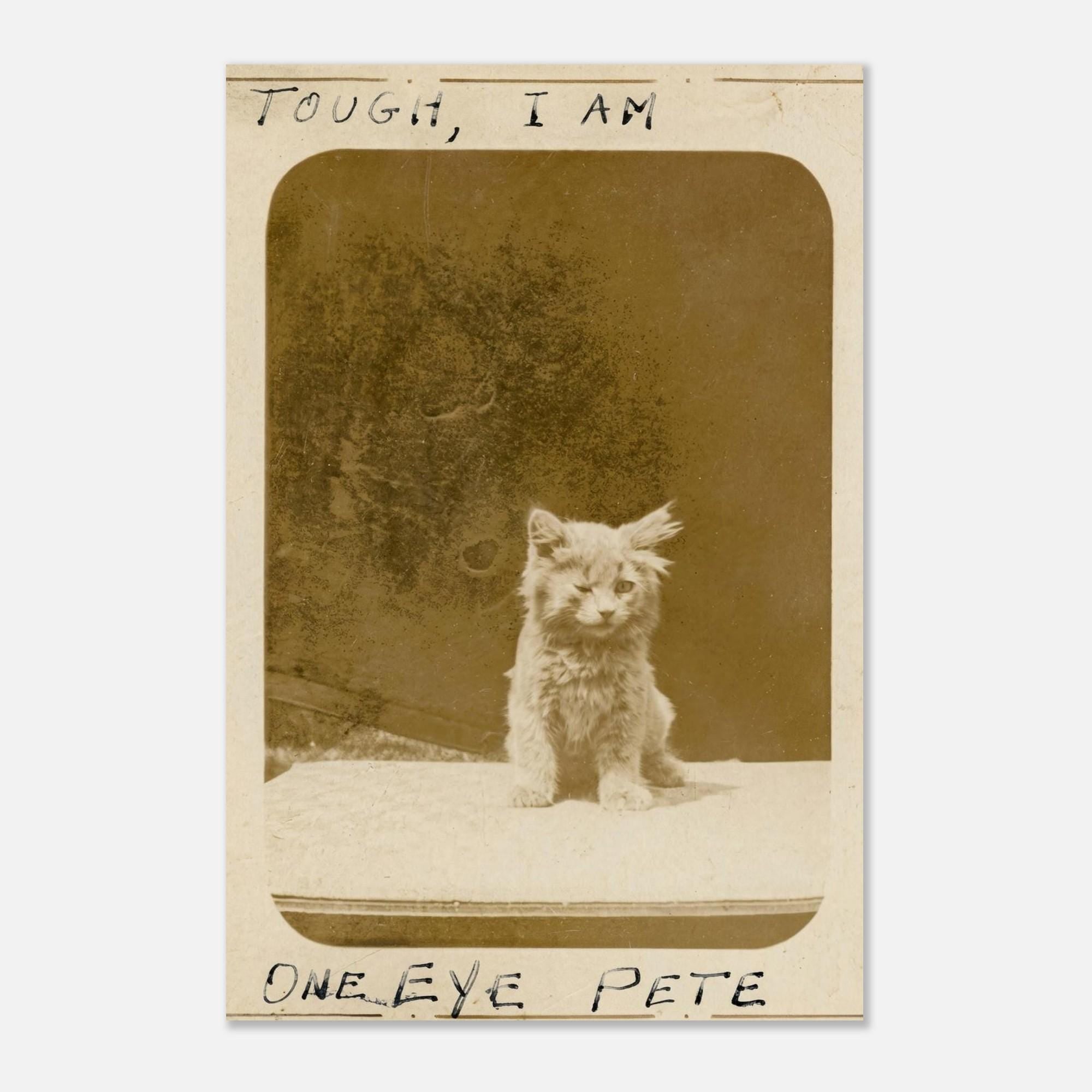 One Eye Pete Vintage Cat Print | Tough I Am Antique Kitten Photo | Funny 1890s Pet Wall Art | Quirky Animal Photography Decor