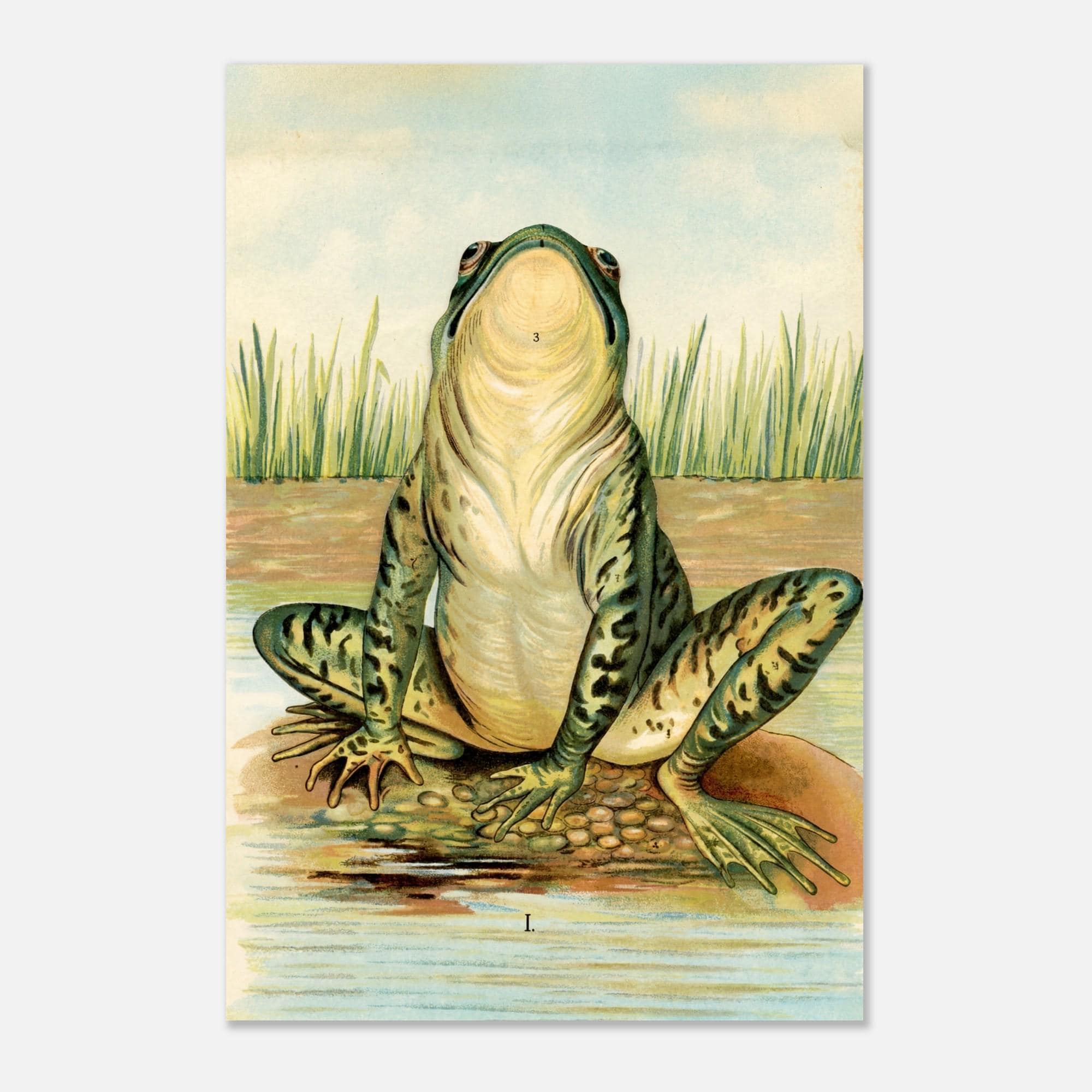 Antique Frog Biological Atlas Print, 1881 Scientific Toad Illustration, Vintage Nature Art, School Room Poster, Animals & Creatures 25cda