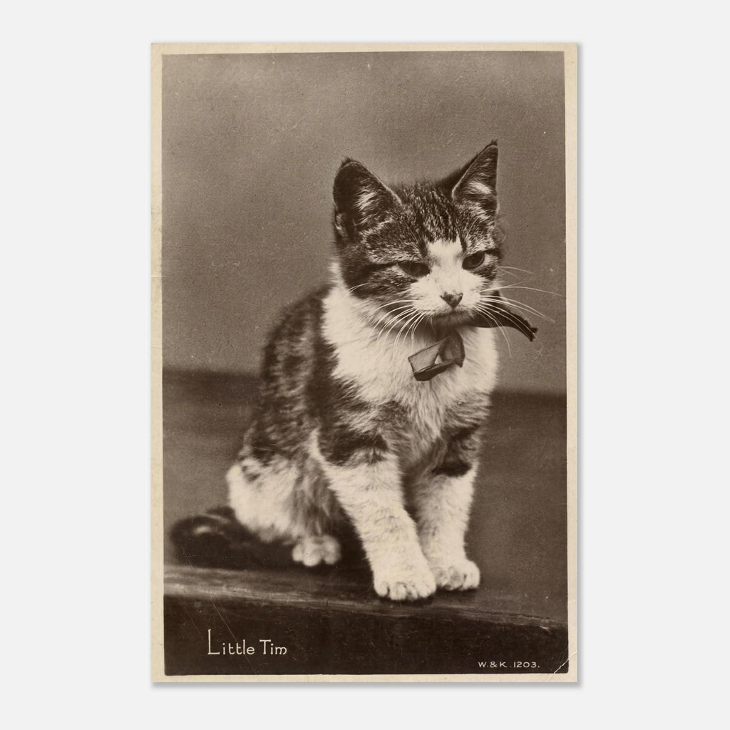 Vintage Kitten Art Print Antique Cat Postcard Little Tim Black and White Photo Victorian Pet Portrait Animals & Creatures f8624