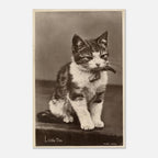Vintage Kitten Art Print Antique Cat Postcard Little Tim Black and White Photo Victorian Pet Portrait Animals & Creatures f8624