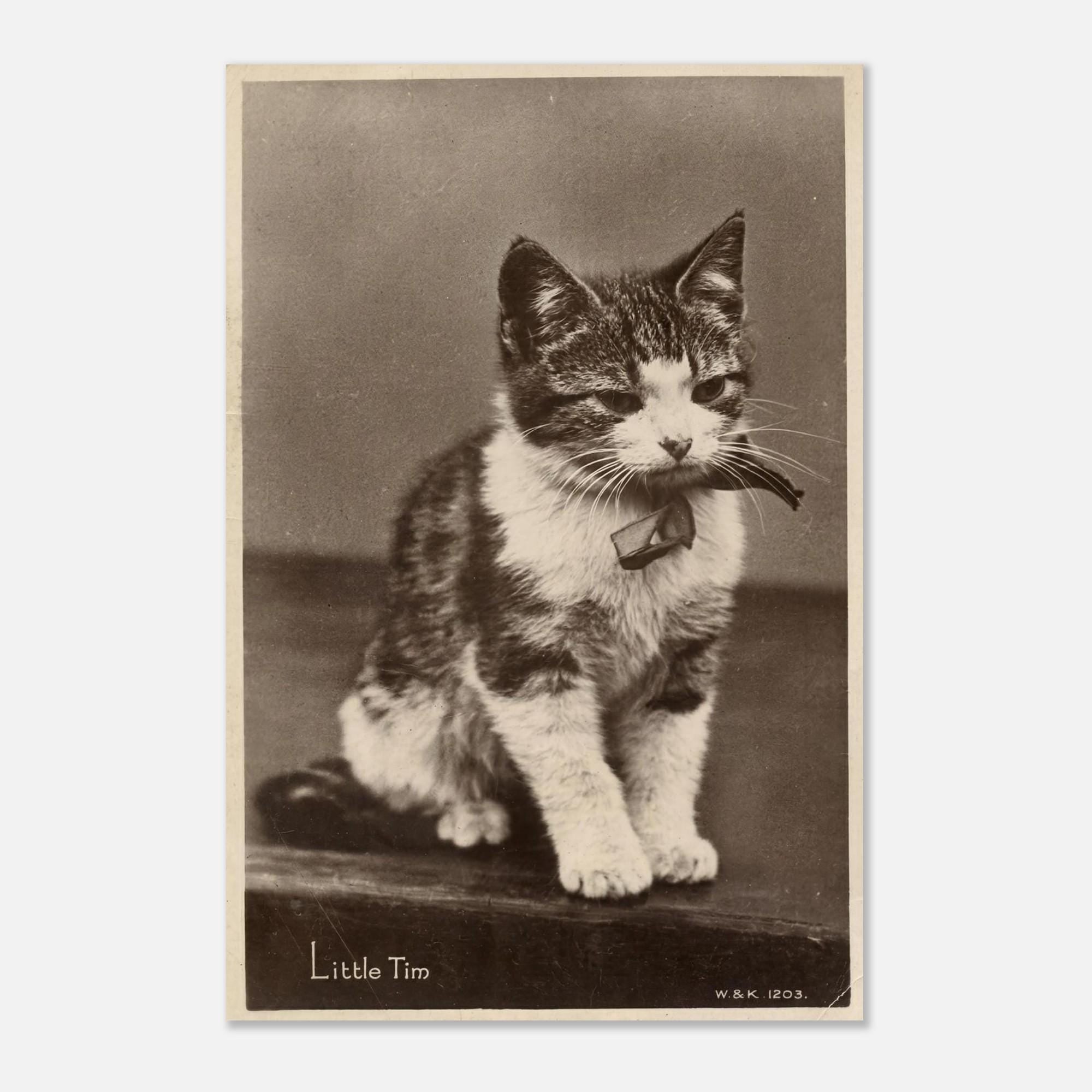 Vintage Kitten Art Print Antique Cat Postcard Little Tim Black and White Photo Victorian Pet Portrait Animals & Creatures f8624