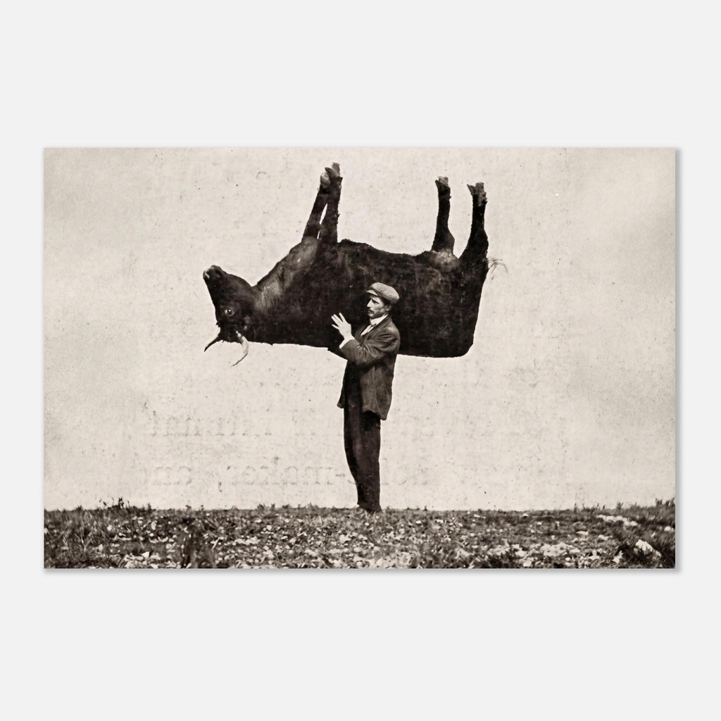 Antique Shouldering the Imitation Ox 1909 Vintage Photograph Weird Surreal Wall Art Man Lifting Cow Print Dark Academia Moody