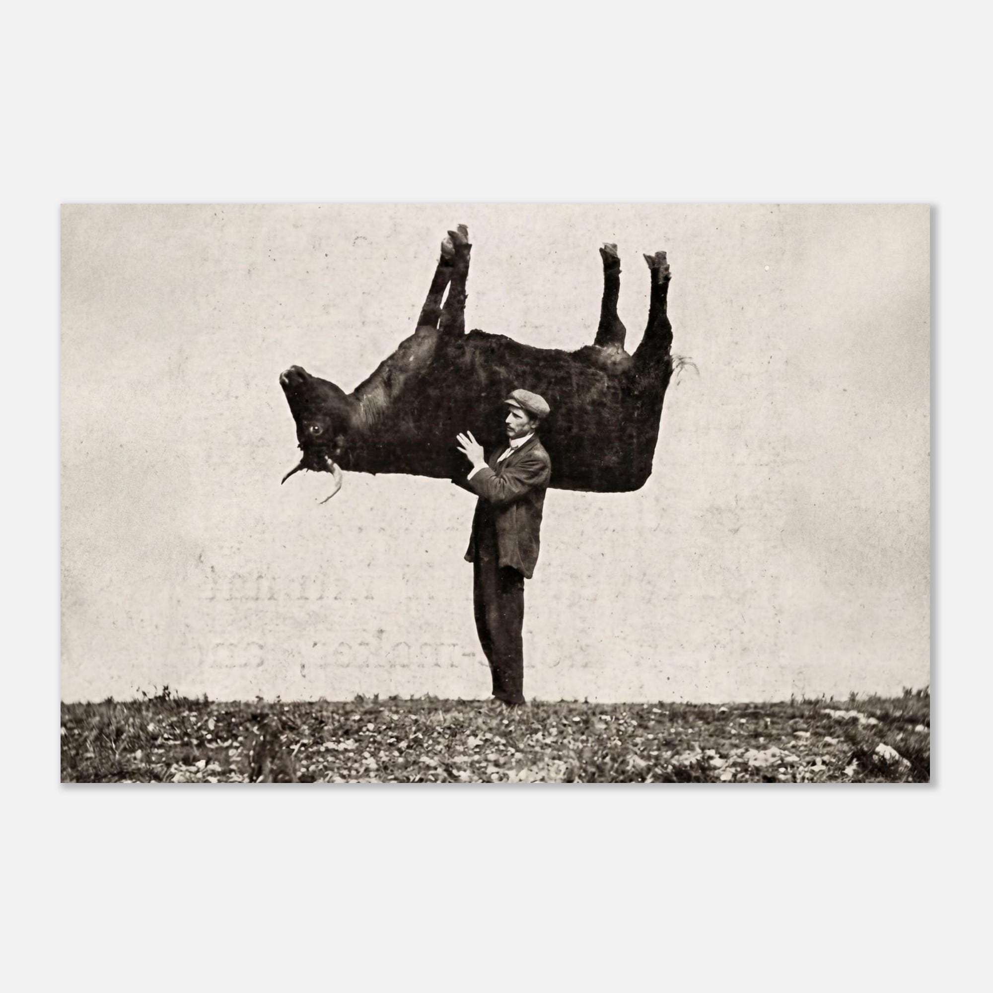 Antique Shouldering the Imitation Ox 1909 Vintage Photograph Weird Surreal Wall Art Man Lifting Cow Print Dark Academia Moody