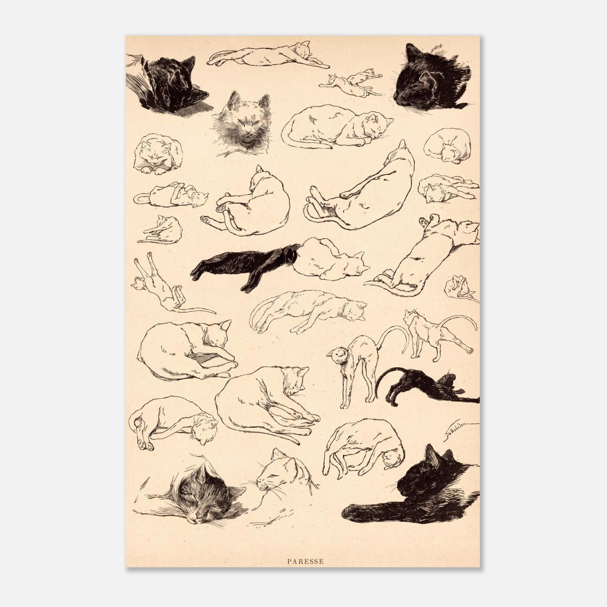 Vintage Cat Sketch Art Print Theophile Steinlen French Feline Illustration Minimalist Animal Drawing Wall Decor Animals Creatures