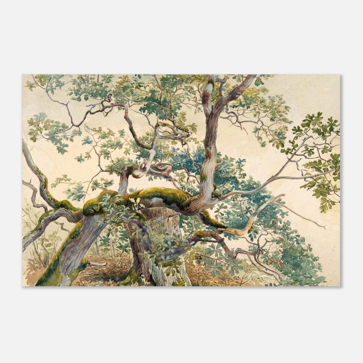 Antique Oak Tree Branch Art Print Vintage Gnarled Mossy Bark Watercolor Woodland Botanical Study Unframed Botanical Nature