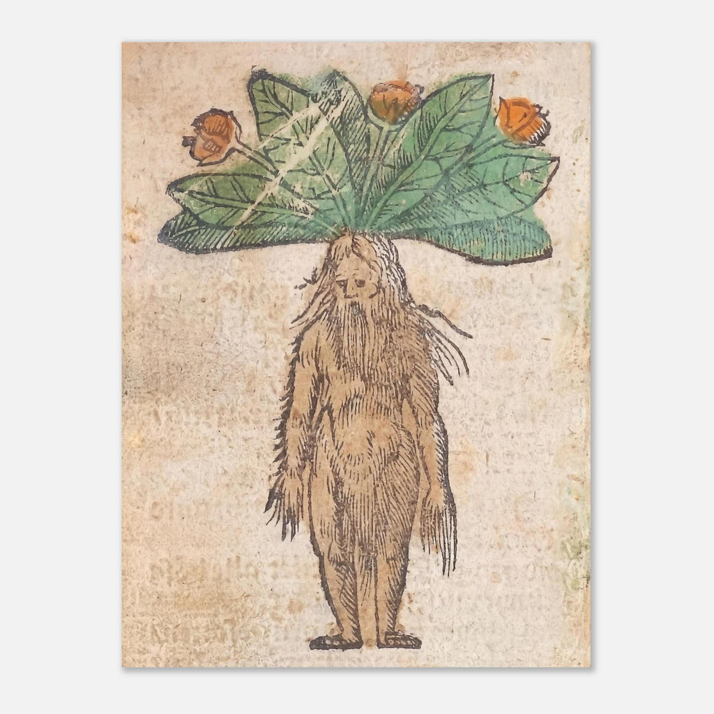 Medieval Mandrake Root Man Print Renaissance Herbal Alchemy Botanical Art Print Antique Oddities Wall Decor Weird Medieval Art