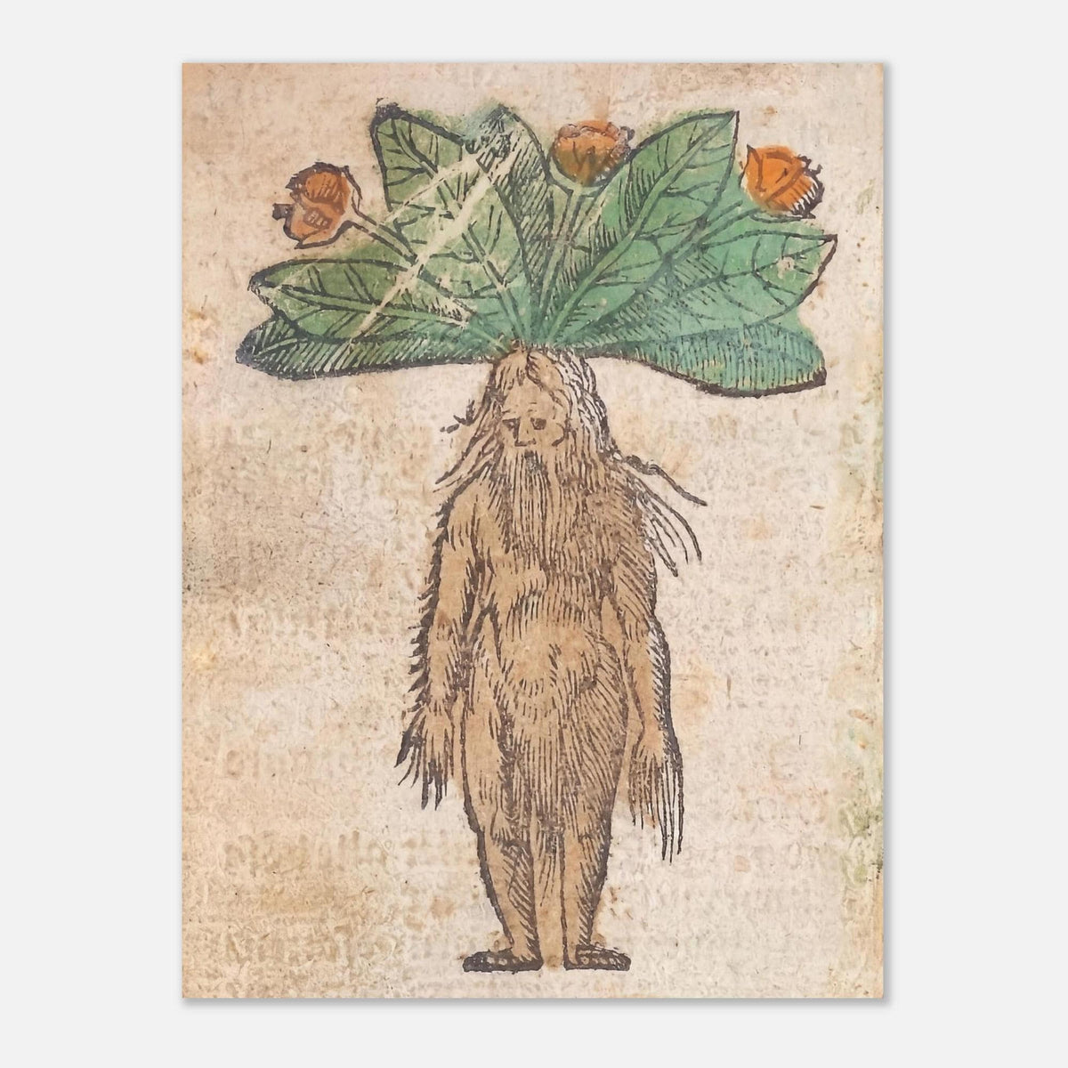 Medieval Mandrake Root Man Print Renaissance Herbal Alchemy Botanical Art Print Antique Oddities Wall Decor Weird Medieval Art